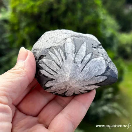 Pierre Chrysanthème naturelle brute 150 g | 7,5 cm - Pièce unique telle que sur les photos.