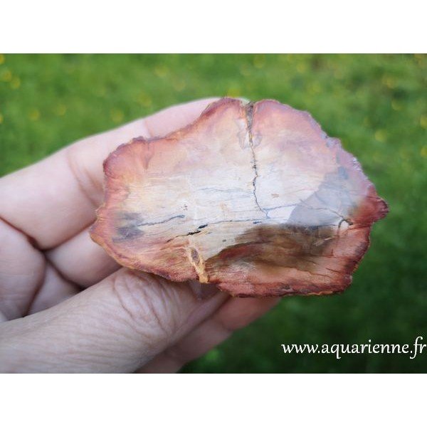 Tranche de Bois silicifié de Madagascar de 46g