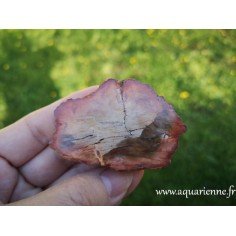 Tranche de Bois silicifié de Madagascar