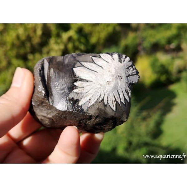 Pierre Chrysanthème brute de 229g