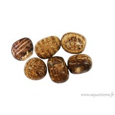 Galets de pierres roulées d'Aragonite zonée du Pérou, couleur brun/beige, de 10 à 20 g au choix. Bénéfique os et dents.