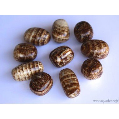 Aragonite Zonée, pierre des os par excellence. Pierres roulées de 10 à 20 g au choix, taille idéale pour l'emporter partout.