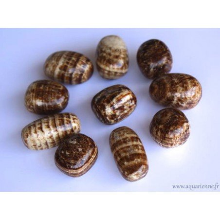Aragonite Zonée, pierre des os par excellence. Pierres roulées de 10 à 20 g au choix, taille idéale pour l'emporter partout.