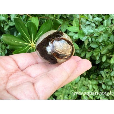 Galet poli de Septaria de Madagascar de 4 cm. Pour se libérer des schémas émotionnels répétitifs et limitants en toute sécurité.