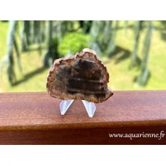 Bois silicifié 55mm/39g en vente sur Aquarienne Boutique. Photos et vertus d'une pièce unique de bois silicifié de Madagascar