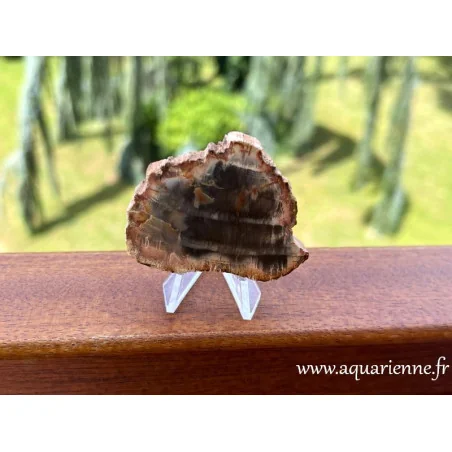 Bois silicifié 55mm/39g en vente sur Aquarienne Boutique. Photos et vertus d'une pièce unique de bois silicifié de Madagascar