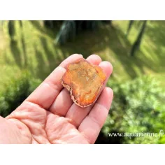 Bois silicifié 48mm/32g en vente sur Aquarienne Boutique. Photos et vertus d'une pièce unique de bois silicifié de Madagascar