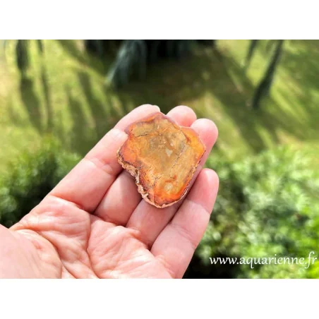 Bois silicifié 48mm/32g en vente sur Aquarienne Boutique. Photos et vertus d'une pièce unique de bois silicifié de Madagascar