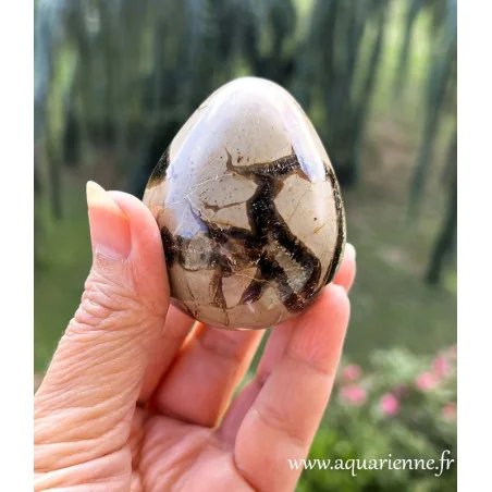 Septaria de Madagascar taillée et polie à la main en forme d'oeuf. Le septaria aide à se libérer des mémoires karmiques.