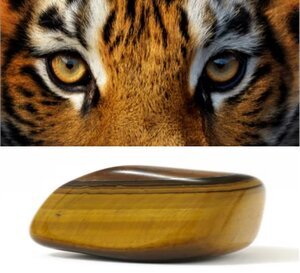 Tigre et oeil de tigre